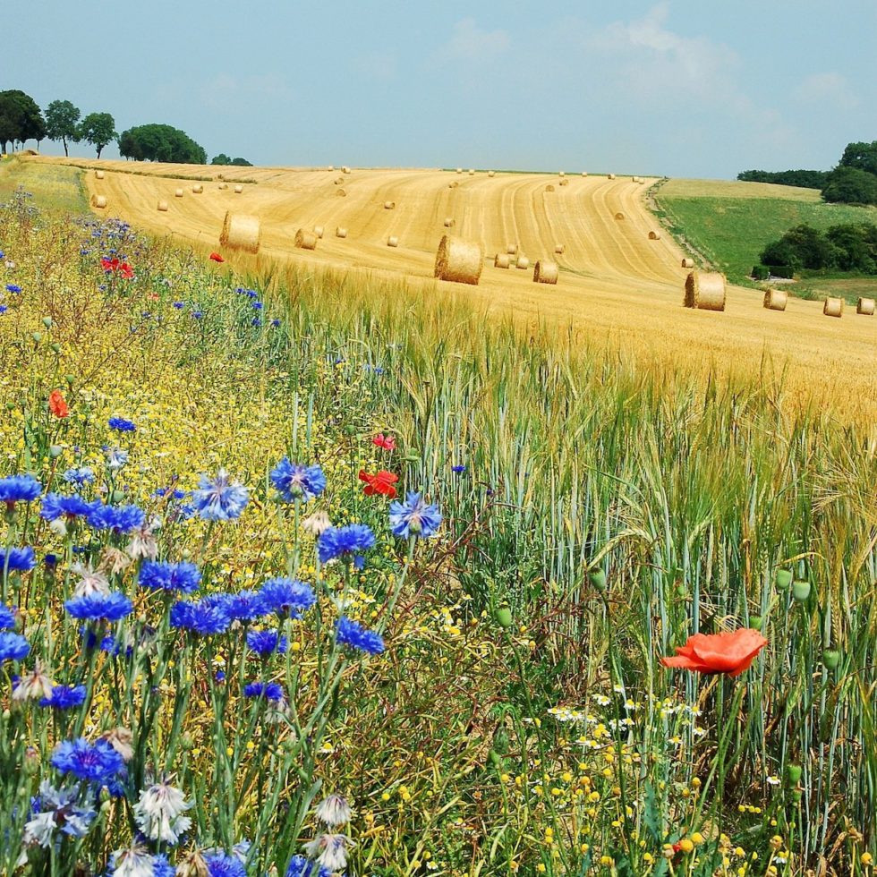 politiche agricole