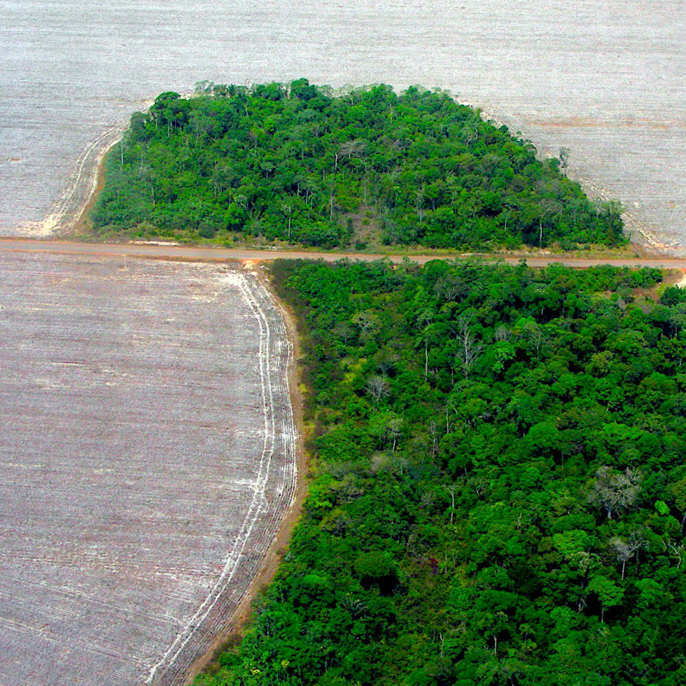 foreste tropicali